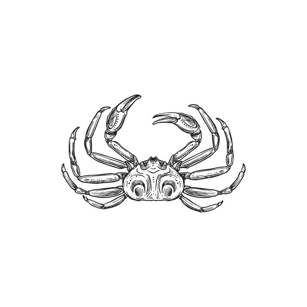 Купающийся краб, морское экзотическое животное с экзоскелетом, пара клещей, подводный персонаж изолированная монохромная икона. Векторный морской краб свежий или вареный, ракообразный с когтями и скорлупой, морепродукты - Вектор,изображение