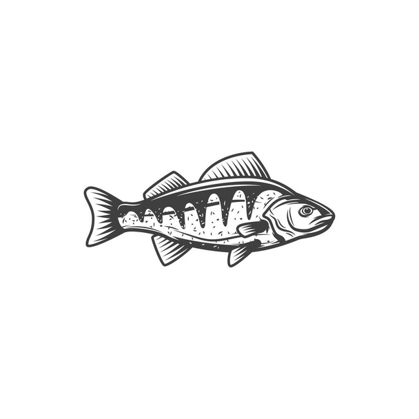 Perch fish, fishing and freshwater marine food, vector isolated icon. Perch fish fishing pike or pickerel walleye, fishery market catch - Vector, Image