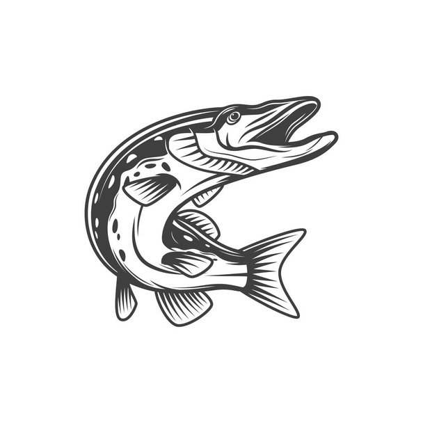 Pike fish or freshwater pickerel and walleye, vector isolated icon. Freshwater and marine fish, food and fishing pike or pickerel walleye, fishery market catch - Vector, Image