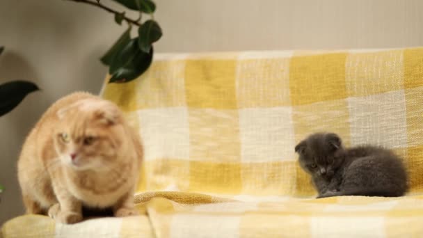 Two cute short hair kitty and cat together on yellow sofa at home. Scottish shorthair pets. - Séquence, vidéo