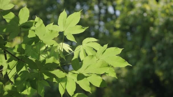 Nature of maple green leaf in beautiful garden. Natural green leaves plants background cover page environment ecology or greenery wallpaper concept - Кадры, видео