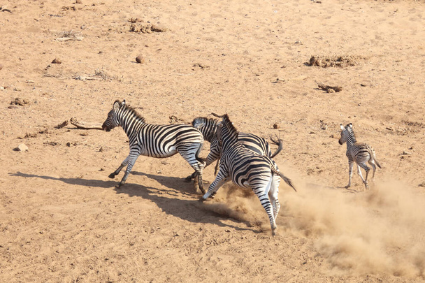 Steppenzebra / Burchell's Zebra / Equus burchellii - Photo, Image
