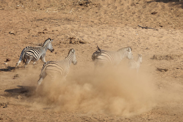 Steppenzebra / Burchell's Zebra / Equus burchellii - Fotografie, Obrázek