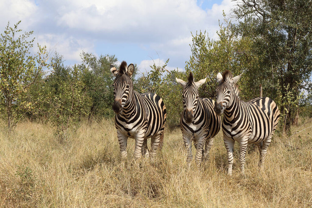 Steppenzebra / Burchell's zebra / Equus burchellii - Fotografie, Obrázek