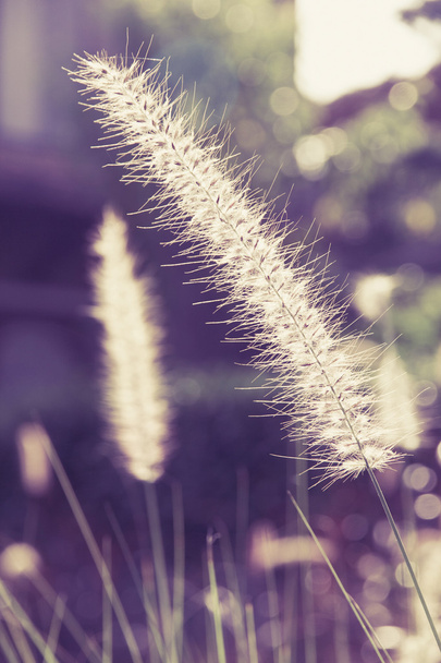 Квітка трави з сонячним світлом
 - Фото, зображення