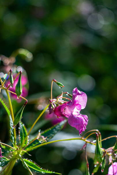 Flowers of Pink Impatiens glandulifera in raindrops and sunbeams on bokeh background - Photo, image