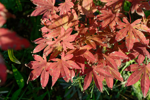 Acer japonicum, Amur maple, Japanese-maple fullmoon maple, Japan southern Korea. Acer tree,Gardeners Dream Acer Orange Red Dream Deciduous palmatum - Fotó, kép