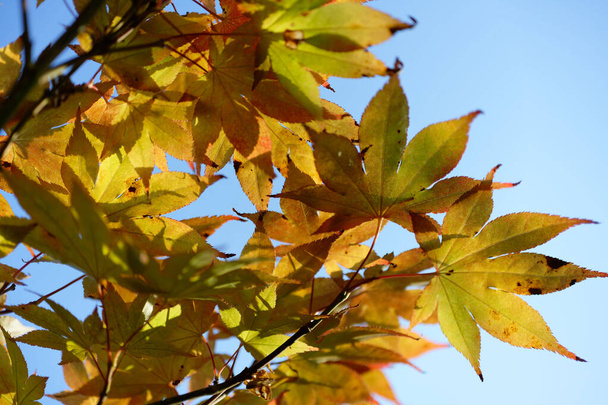 Acer japonicum, Amur maple, Japanese-maple fullmoon maple, Japan southern Korea. Acer tree,Gardeners Dream Acer Orange Red Dream Deciduous palmatum - Photo, Image