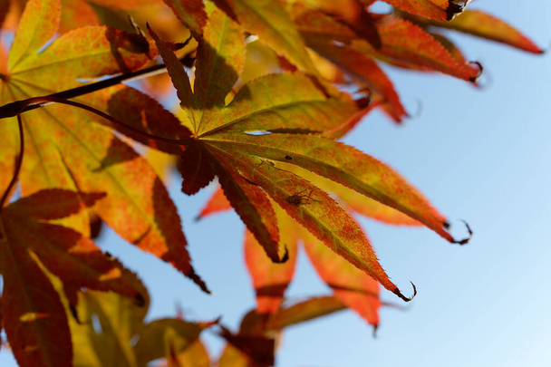 Acer japonicum, Amur maple, Japanese-maple fullmoon maple, Japan southern Korea. Acer tree,Gardeners Dream Acer Orange Red Dream Deciduous palmatum - Foto, imagen