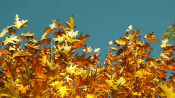 autumn oak leaves. season leaves in autumn. windy leaves in autumn nature. - Materiaali, video