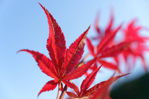 Acer japonicum against a blue sky, the Amur maple, Japanese-maple or fullmoon maple, maple native to Japan, and southern Korea. - Foto, imagen