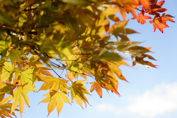 Acer japonicum against a blue sky, the Amur maple, Japanese-maple or fullmoon maple, maple native to Japan, and southern Korea. - Fotoğraf, Görsel