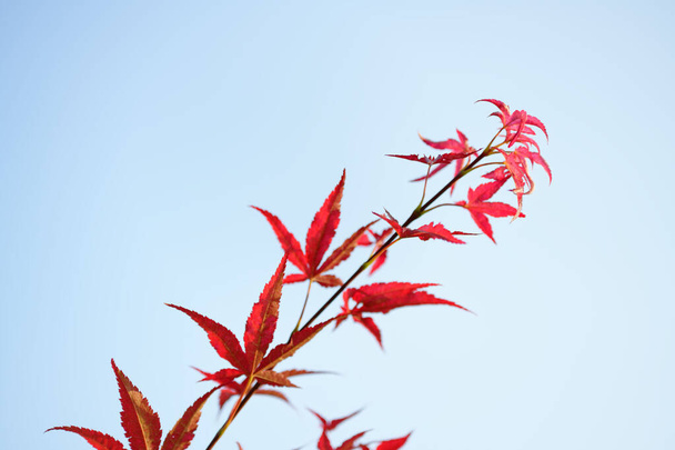 Acer japonicum against a blue sky, the Amur maple, Japanese-maple or fullmoon maple, maple native to Japan, and southern Korea. - Foto, afbeelding