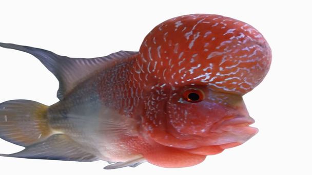 Flowerhorn is a predatory ornamental fish that has a beautiful body color and a large head - Valokuva, kuva