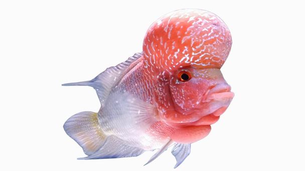 Flowerhorn is a predatory ornamental fish that has a beautiful body color and a large head - Photo, image