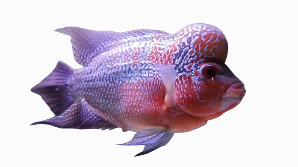 Flowerhorn is a predatory ornamental fish that has a beautiful body color and a large head - Fotó, kép