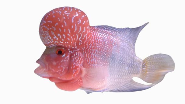 Flowerhorn is a predatory ornamental fish that has a beautiful body color and a large head - Фото, изображение