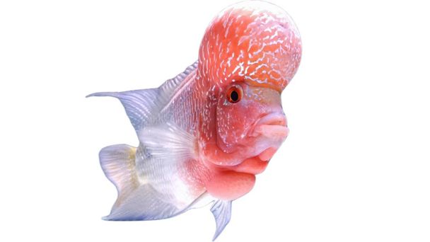 Flowerhorn is a predatory ornamental fish that has a beautiful body color and a large head - Zdjęcie, obraz