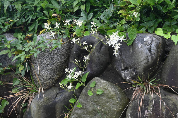 Солодкі квіти осені клематиси. Ланункулові однорічні токсичні лози. Маленькі білі чотирипелюсткові квіти цвітуть з серпня по вересень
. - Фото, зображення