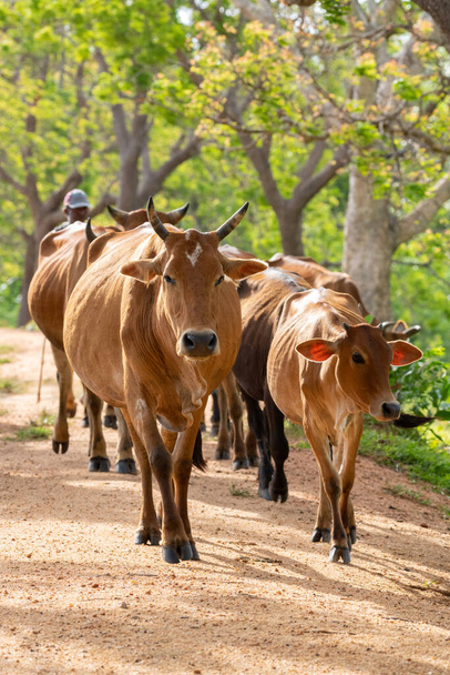 Herdsman guiding the herd of cows from behind. Long-horned alpha male cow leads from the front. Rural villages and cultural scenery in Anuradhapura, Sri Lanka. - Photo, image