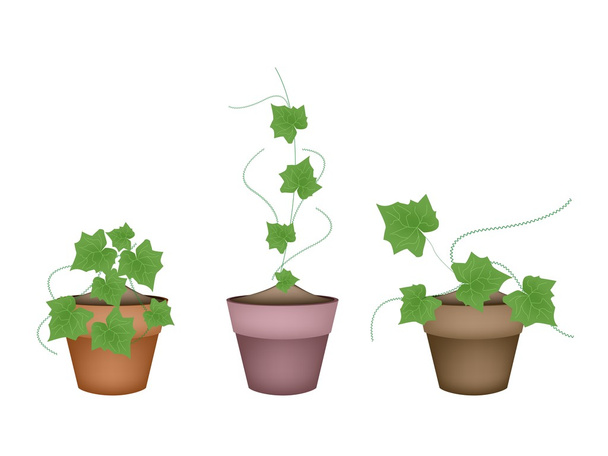 セラミック植木鉢に 3 つの新鮮なアイビーひょうたん - ベクター画像