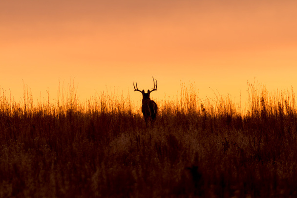 Whitetail Buck no nascer do sol
 - Foto, Imagem