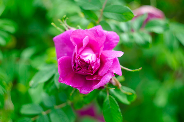 Pink rose flower var. Pastella. Fragrant Floribunda Rose blooms. Medium sized flowers in clusters. Creamy with a Blush of Pale Pink Peach color. Hybrid tea roses in garden - Foto, afbeelding