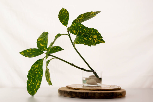 Homemade rooting plant, water propagation in glass - Valokuva, kuva