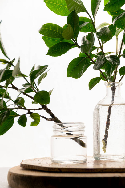 Homemade rooting plant, water propagation in glass - Zdjęcie, obraz