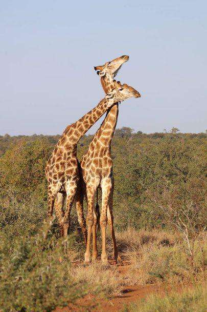 Giraffe / Giraffe / Giraffa Camelopardalis - Foto, Imagen