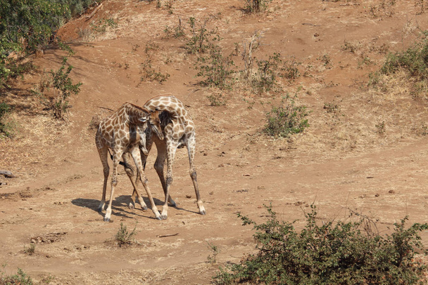 Giraffe / Giraffe / Giraffa Camelopardalis - Foto, immagini