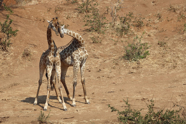 Giraffe / Giraffe / Giraffa Camelopardalis - Fotó, kép