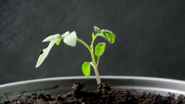 Growing tomatoes from seeds, step by step. Step 10 - watering the seedling in a pot - Video