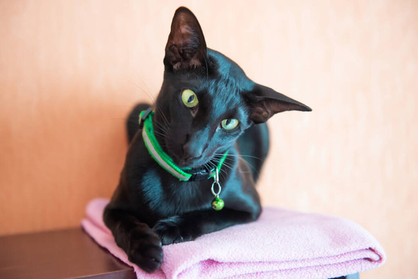 Black oriental cat with green collar. Sitting black cat - Photo, image