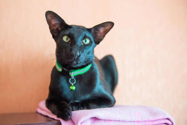 Black oriental cat with green collar. Sitting black cat - Fotó, kép