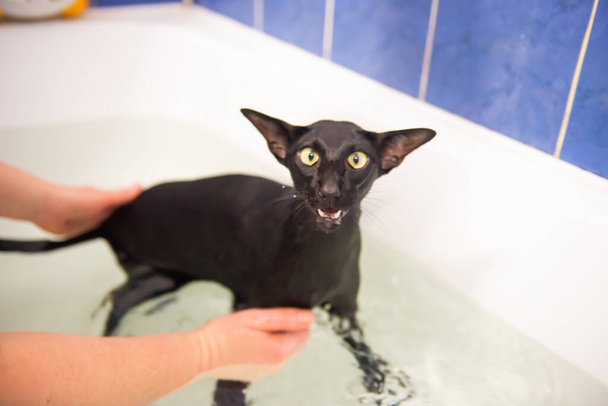 Black cat in water taking bath. Black oriental cat - Foto, Imagem