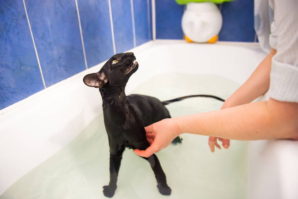 Black cat in water taking bath. Black oriental cat - Photo, Image