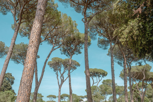 View up to the majestic Italian stone pines tree trunks with clear blue sky in background - Zdjęcie, obraz