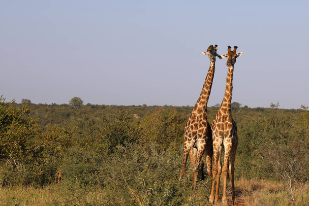 Giraffe / Giraffe / Giraffa Camelopardalis - Foto, immagini
