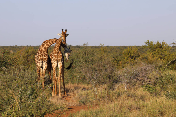 Giraffe / Giraffe / Giraffa Camelopardalis - Foto, imagen