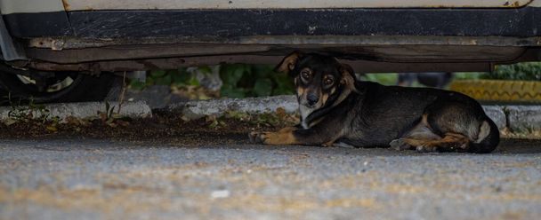 вуличний собака лежить під старою машиною на асфальті
 - Фото, зображення