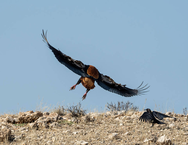 A Bateleur Eagle coming in to land in Kalahari savannah - Foto, Bild