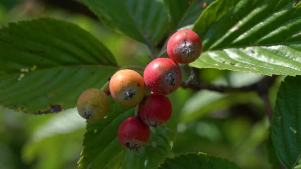 Conjunto de frutas de viga blanca, maduración (Sorbus aria) - Imágenes, Vídeo