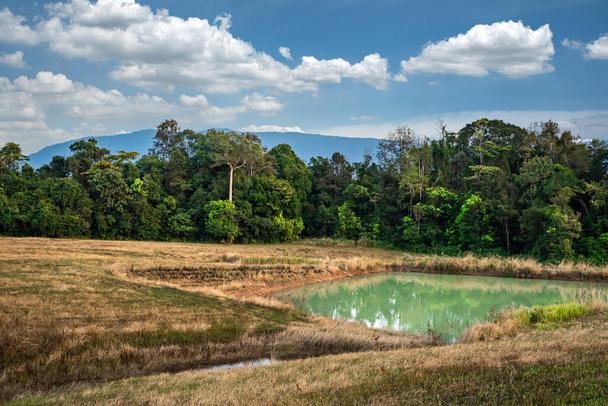 Wild ponds for wildlife in Thailand - Foto, Imagen