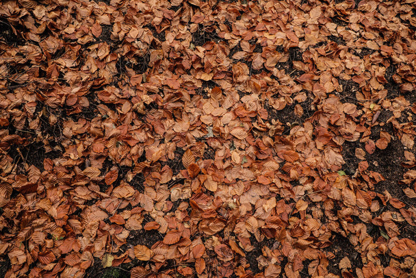 Tekstura jesieni, opadłe liście w lesie. Tekstura liścia. Tekstura suchych liści. Kontekst lasu - Zdjęcie, obraz