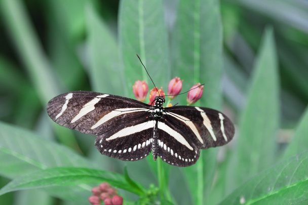 Mariposa cebra - Foto, Imagen