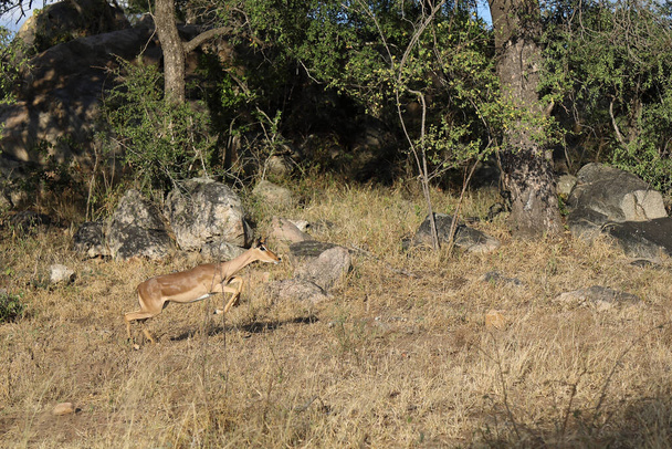 Schwarzfersenantilope / Impala / Aepyceros melampus - Fotó, kép