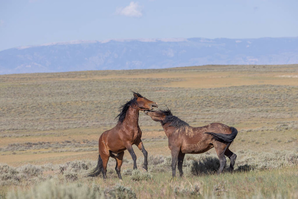 a pair of wild horse stallions fighting in summer int he Wyoming desert - Φωτογραφία, εικόνα