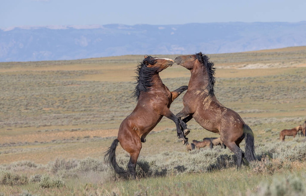 a pair of wild horse stallions fighting in summer int he Wyoming desert - Photo, image
