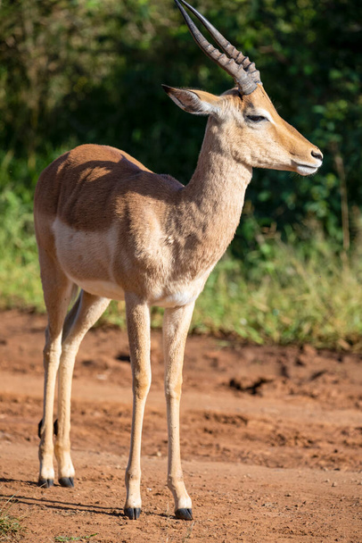 An impala is an African antelope from the African savannah of South Africa, this herbivorous wild animal lives wild and free with other animals in Africa. - Photo, Image